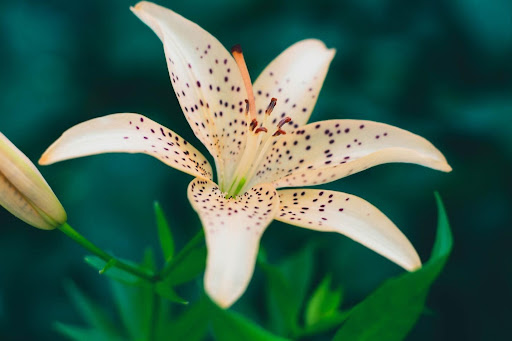 Lilium American Hybrids (Class IV)
