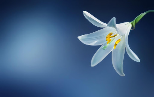 Lilium Candidum Hybrids (Class III)