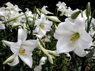 Lilium Longiflorum Hybrids (Class V)