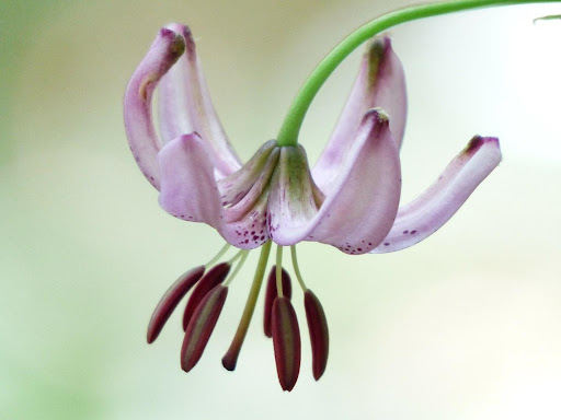 Lilium Martagon Hybrids (Class II)