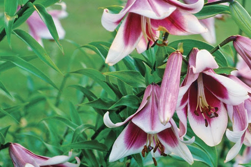 Lilium Other Hybrids (Class VIII)